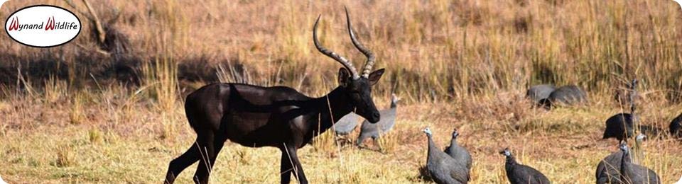 black impala rams ewes splits for sale