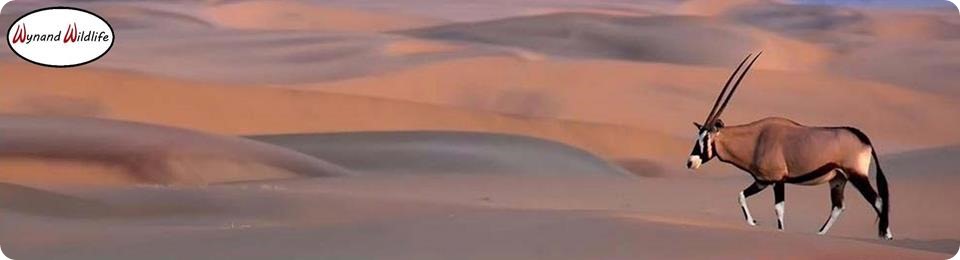 golden white red ivory gemsbuck bulls cows heifers for sale