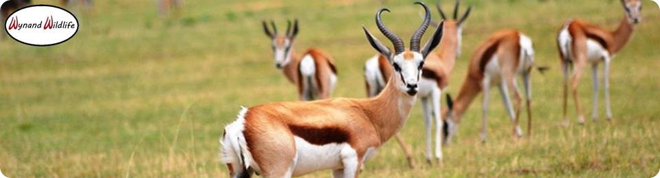 Hartwater spring rams ewes copper white black
