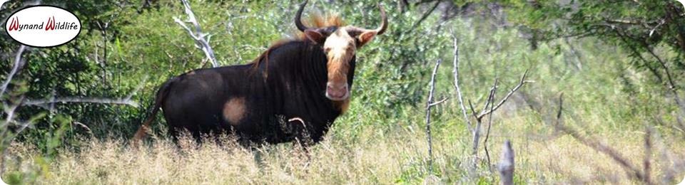 kings wildebeest gnu bulls cows heifers split bulls heifer for sale