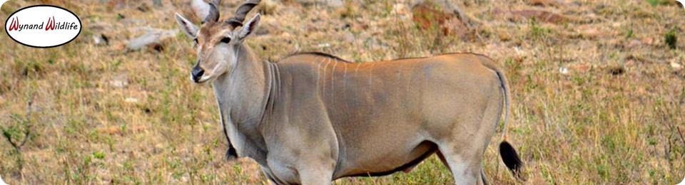 livingstone cape white eland bulls cows heifers for sale