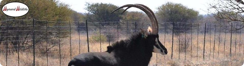 sables bulls heifers cows for sale