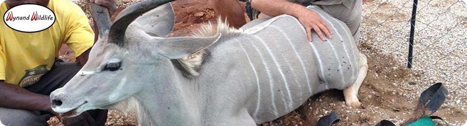 white black kudu bulls cows heifers for sale