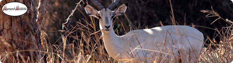 white impala rams ewes for sale