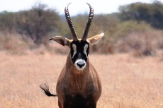Roans antelope bulls cows heifers for sale