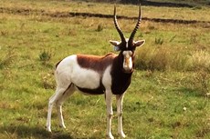 copper yellow brown white saddleback blesbuck