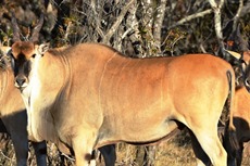 Livingstone white king eland bulls cows heifers for sale