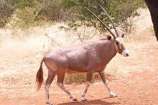 golden red ivory bushveld gemsbuck oryx for sale