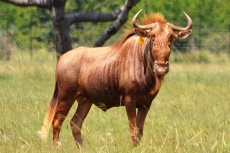 golden wildebeest bulls cows heifers splits for sale