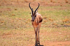 white black copper hartwater springbuck rams ewes for sale