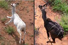 white black dark kudu bulls cows heifers for sale
