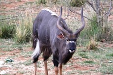 nyala bulls ewes 30" bushveld for sale