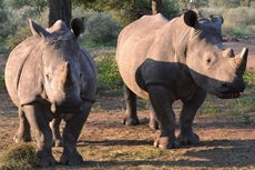 white black rhino bulls cows heifers for sale