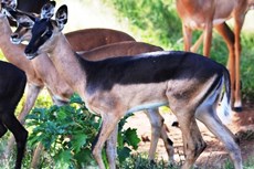 Saddleback impala rams ewes splts for sale