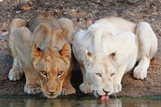 rare game normal wildlife for sale