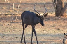 black impala rams ewes splits for sale