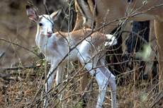 White flan flanked impala rams ewes for sale