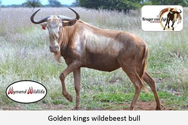Wynand wildlife - Kruger van Zyl