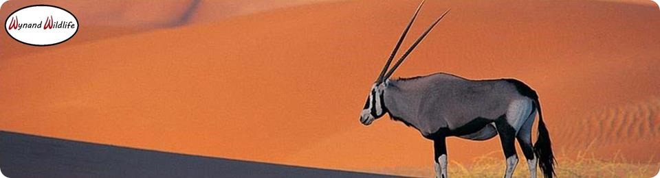 Goue rooi ivoor skimmel kalahari namibia gemsbokke te koop