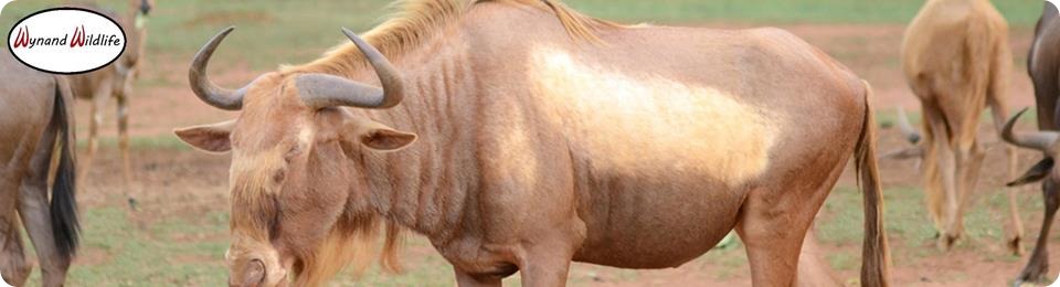 goue konings golden kings wildebeeste