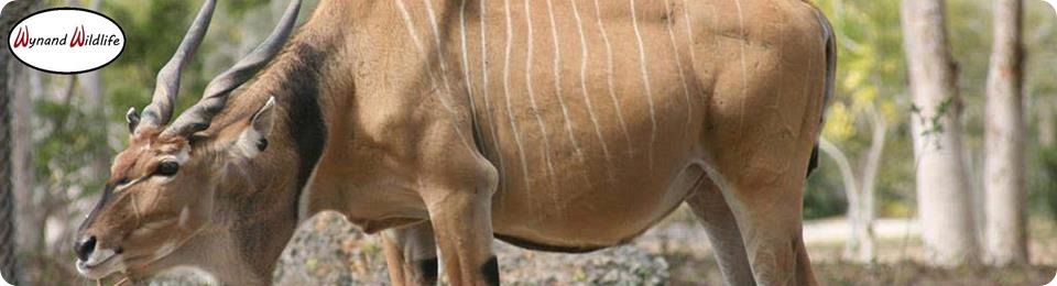 Wit skimmel Livingstone Kaapse elande te koop