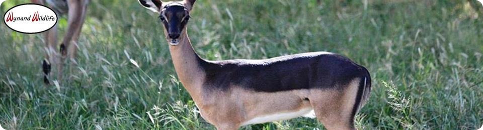 saalrug saddleback rooibok rooibokke ram ramme ooie split