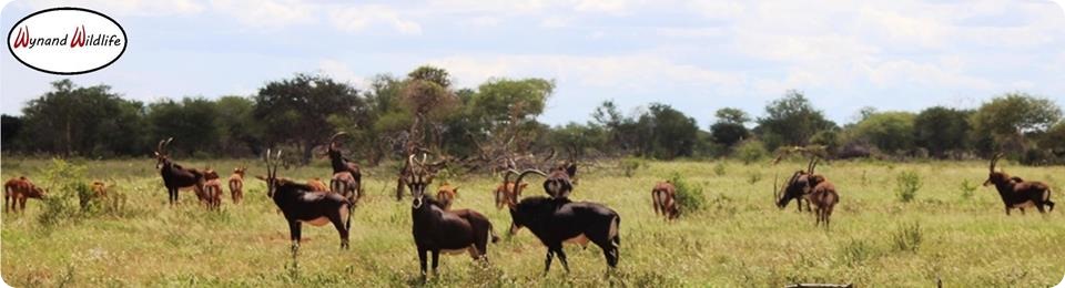 Zambiese Matetsi Wes Zambiese kruis swartwitpens bul bulle koeie verse