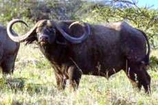 Kruger Oos Afrika Addo buffel bul bulle koeie verse te koop
