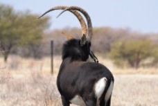 Zambiese Wes Zambies Matetsi bul bulle koeie verse te koop