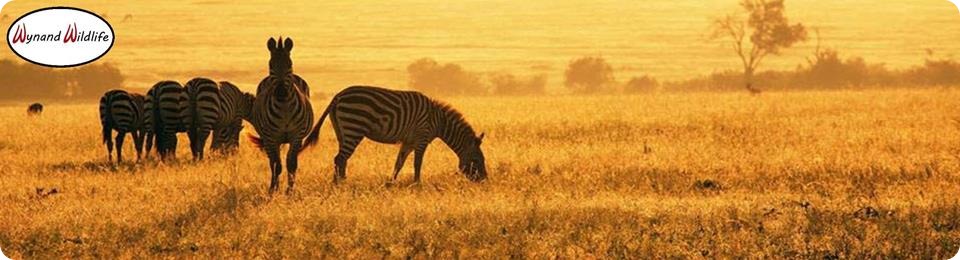 Wynand Breytenbach skaars wild te koop