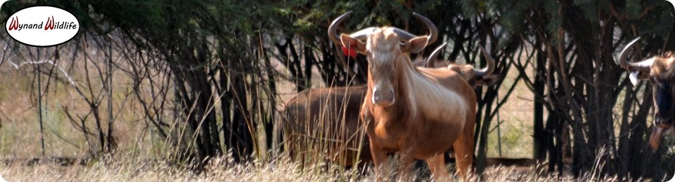 Goue konings golden king bul Wynand Breytenbach wild bedryf
