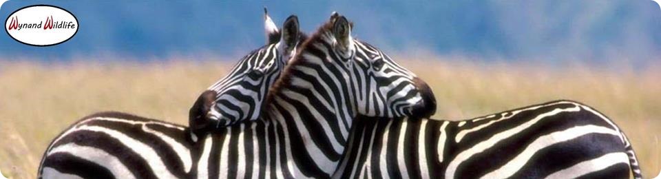 Wynand wildlife services wildlifes sales agent